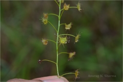 Drosera peltata